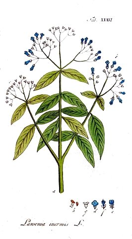 Henna Plant IMGRO Beauty