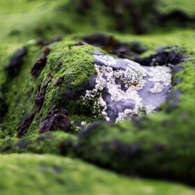 Beauté Royale Zee-algen Gel Pakking, 500ml 